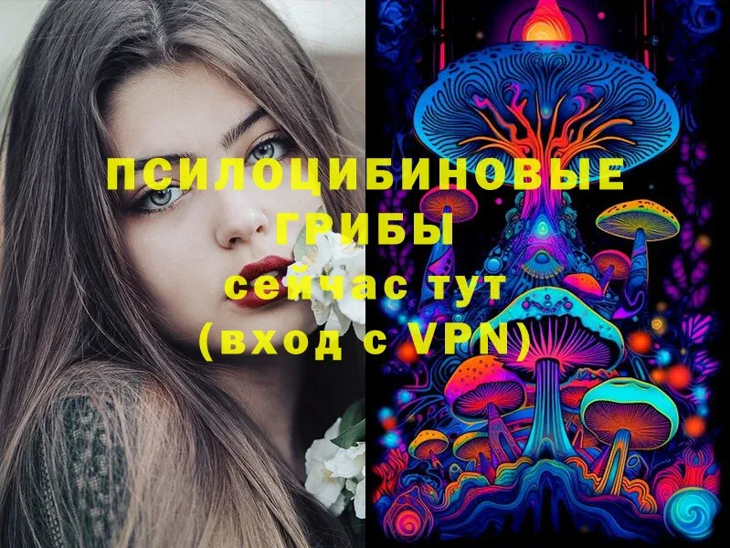 Псилоцибиновые грибы Psilocybe Апатиты